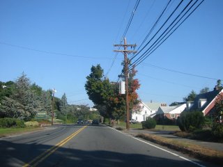 rooster lookin tree